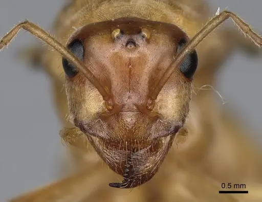 Myrmecocystus mexicanus specimen