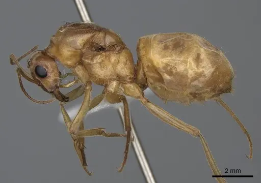 Myrmecocystus mexicanus specimen