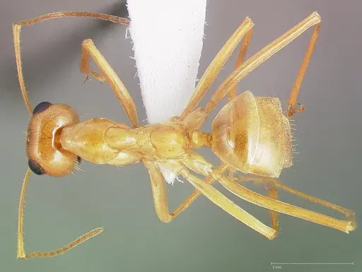 Myrmecocystus mexicanus - CASENT0005421