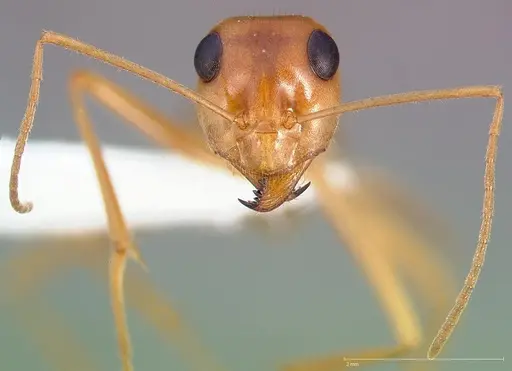 Myrmecocystus mexicanus - CASENT0005421