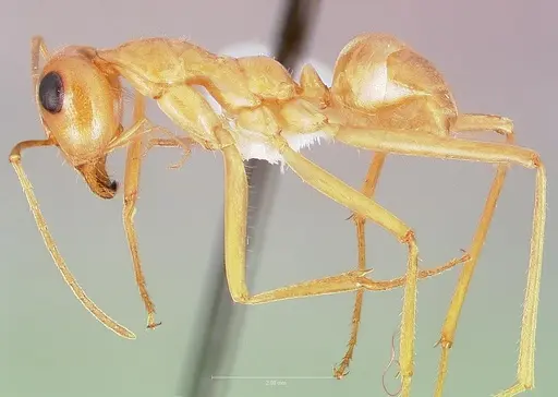Myrmecocystus mexicanus - CASENT0005421