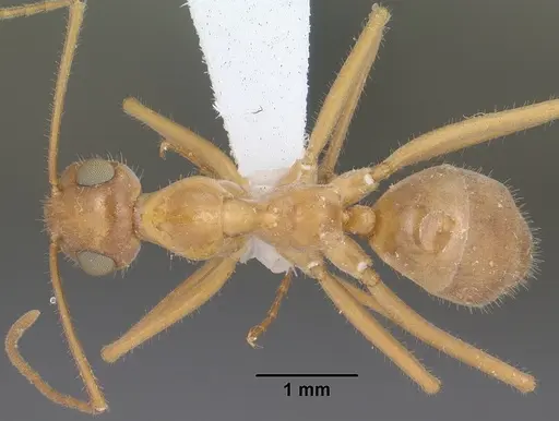 Myrmecocystus mexicanus - CASENT0102814