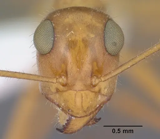 Myrmecocystus mexicanus - CASENT0102814
