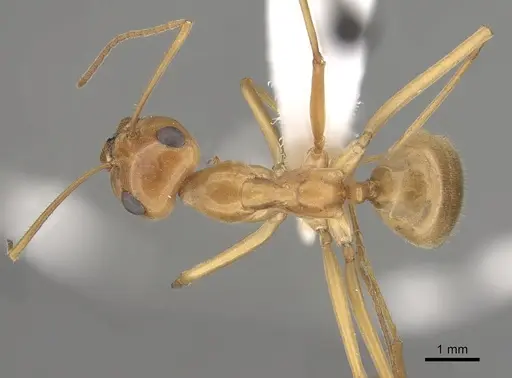 Myrmecocystus mexicanus - CASENT0280527