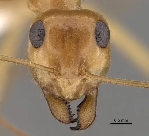 Myrmecocystus mexicanus - CASENT0280527