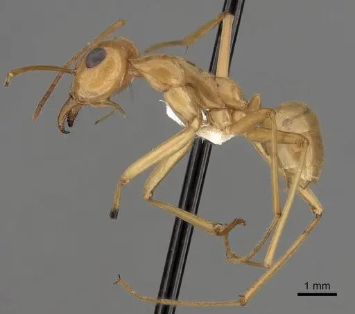 Myrmecocystus mexicanus - CASENT0280527
