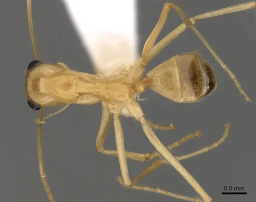 Myrmecocystus mexicanus - CASENT0280528