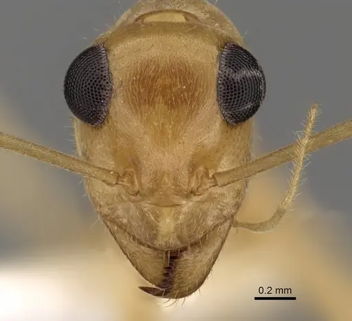 Myrmecocystus mexicanus - CASENT0280528