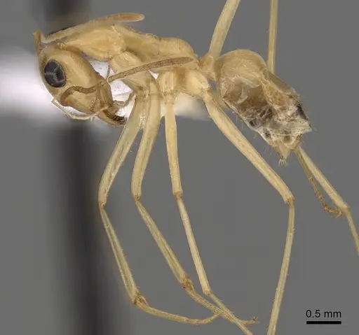 Myrmecocystus mexicanus - CASENT0280528