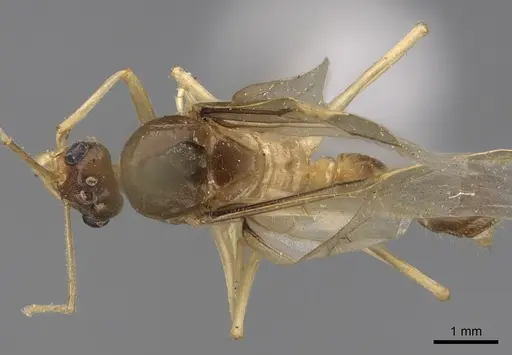 Myrmecocystus mexicanus - CASENT0862010