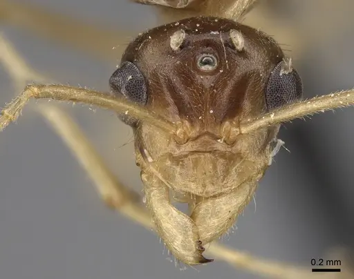 Myrmecocystus mexicanus - CASENT0862010