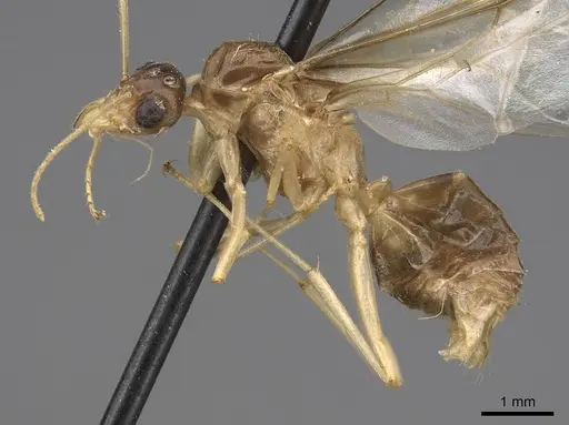 Myrmecocystus mexicanus - CASENT0862010
