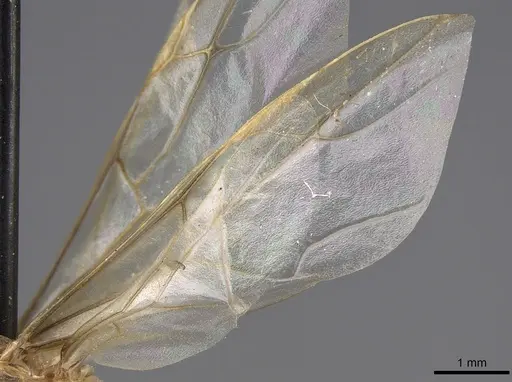 Myrmecocystus mexicanus - CASENT0862010