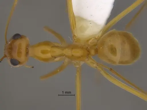 Myrmecocystus mexicanus - CASENT0869799