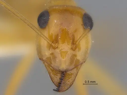 Myrmecocystus mexicanus - CASENT0869799