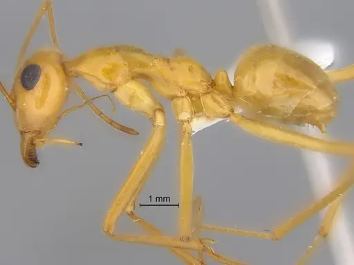 Myrmecocystus mexicanus - CASENT0869799