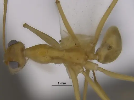 Myrmecocystus mexicanus - CASENT0869800