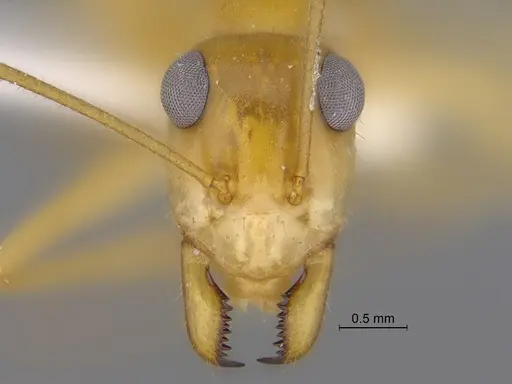 Myrmecocystus mexicanus - CASENT0869800