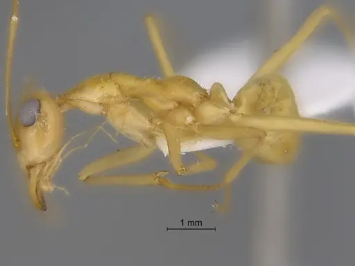 Myrmecocystus mexicanus - CASENT0869800