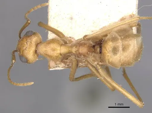 Myrmecocystus mexicanus - CASENT0911062
