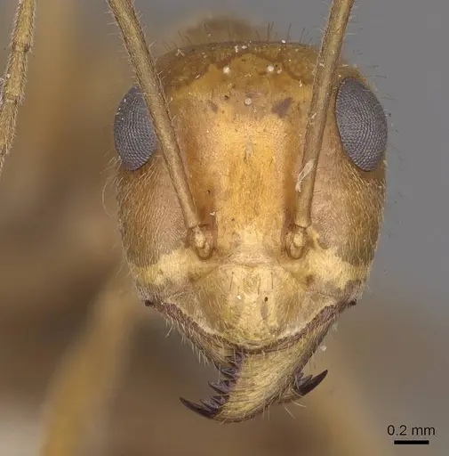 Myrmecocystus mexicanus - CASENT0911062