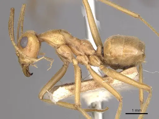 Myrmecocystus mexicanus - CASENT0911062