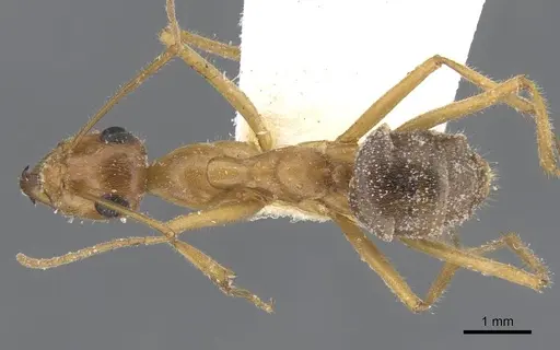 Myrmecocystus mexicanus - CASENT0911202