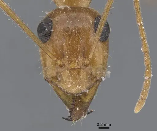 Myrmecocystus mexicanus - CASENT0911202