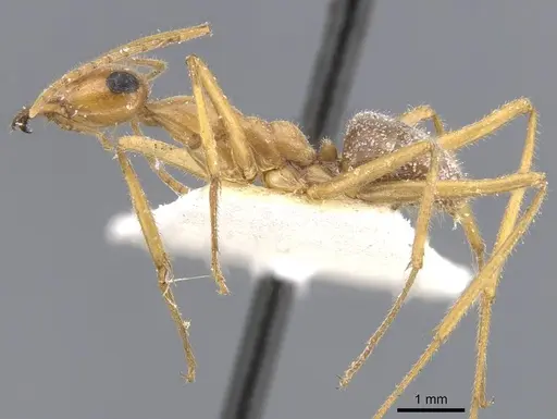 Myrmecocystus mexicanus - CASENT0911202