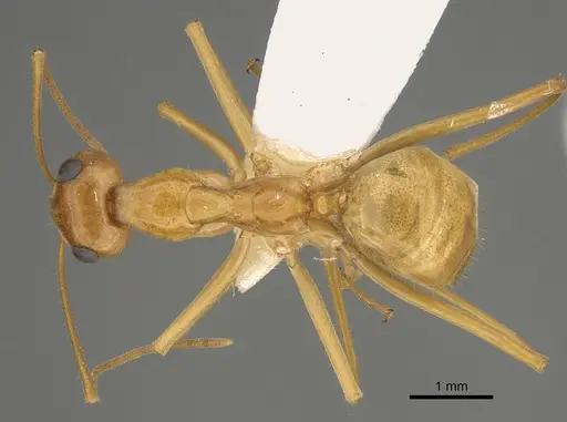 Myrmecocystus mexicanus - CASENT0923355