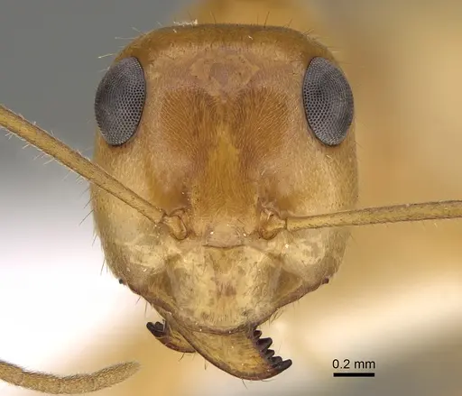 Myrmecocystus mexicanus - CASENT0923355
