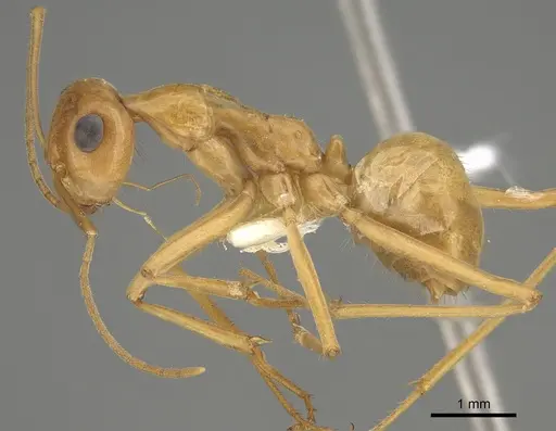 Myrmecocystus mexicanus - CASENT0923355