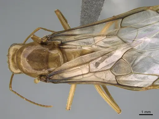 Myrmecocystus mexicanus - CASENT0923646