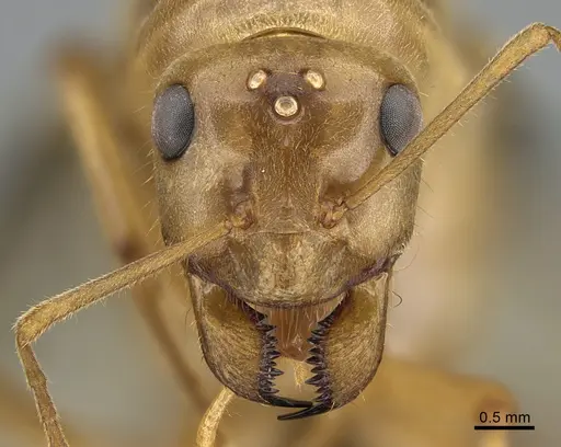 Myrmecocystus mexicanus - CASENT0923646