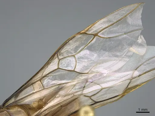 Myrmecocystus mexicanus - CASENT0923646