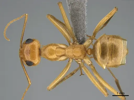 Myrmecocystus mexicanus - CASENT0923647