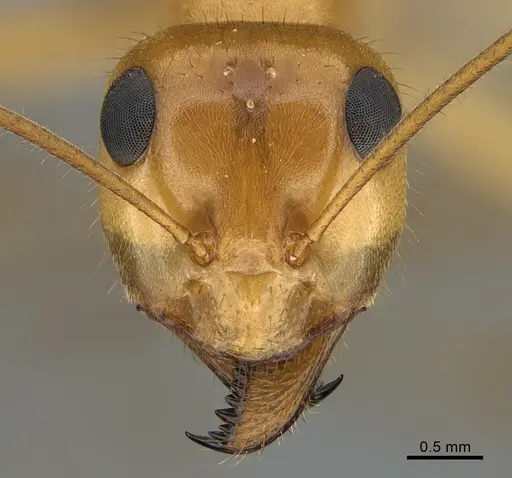 Myrmecocystus mexicanus - CASENT0923647