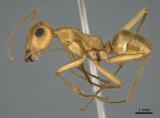 Myrmecocystus mexicanus - CASENT0923647