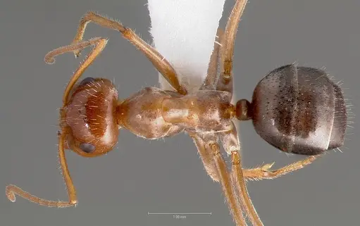 Myrmecocystus mimicus specimen