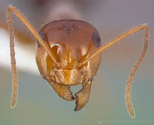 Myrmecocystus mimicus specimen