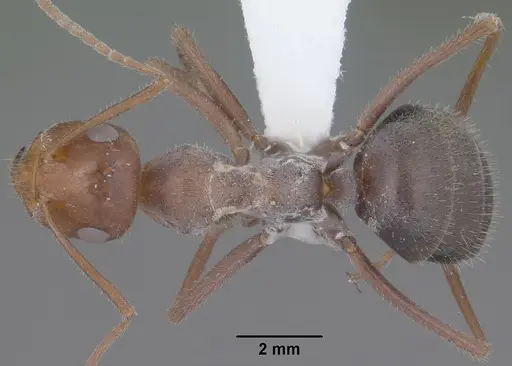 Myrmecocystus mimicus - CASENT0102815