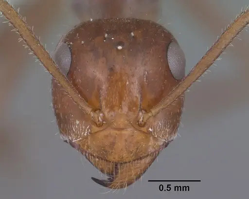 Myrmecocystus mimicus - CASENT0102815