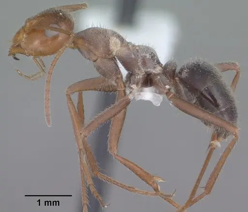 Myrmecocystus mimicus - CASENT0102815