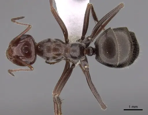 Myrmecocystus mimicus - CASENT0280512