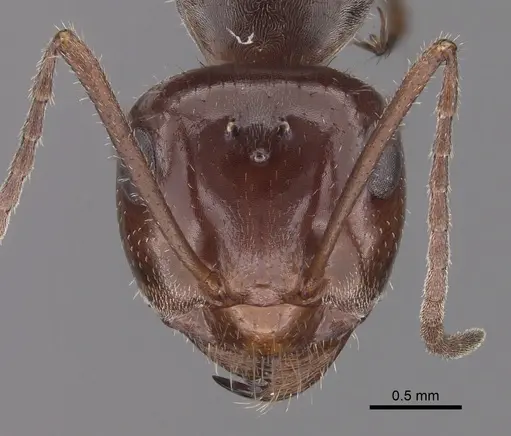 Myrmecocystus mimicus - CASENT0280512