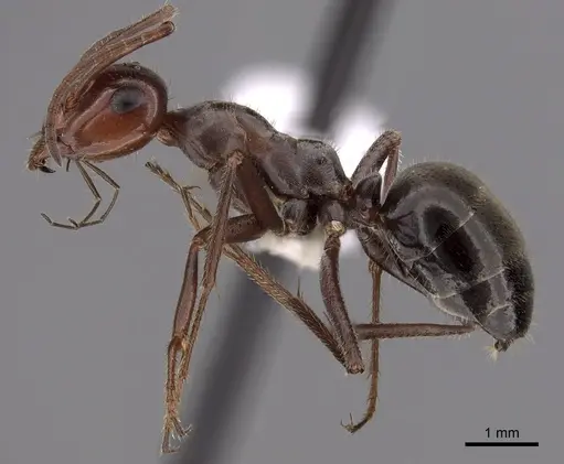 Myrmecocystus mimicus - CASENT0280512