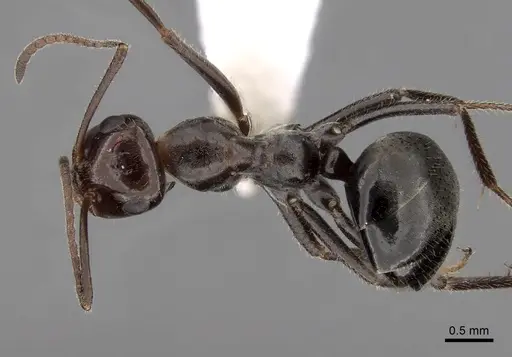 Myrmecocystus mimicus - CASENT0280513