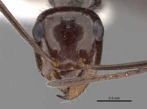 Myrmecocystus mimicus - CASENT0280513