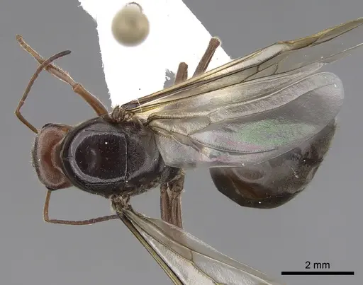 Myrmecocystus mimicus - CASENT0862011