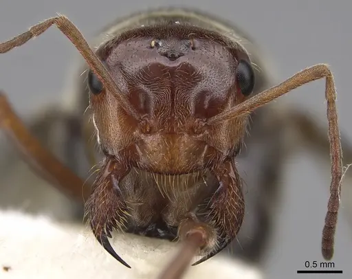 Myrmecocystus mimicus - CASENT0862011